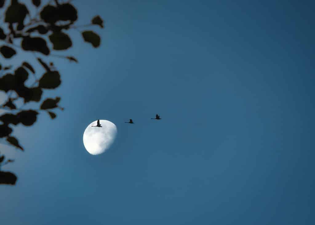 Migratory Birds 5242969 1280