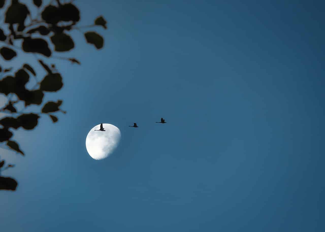 Migratory Birds 5242969 1280